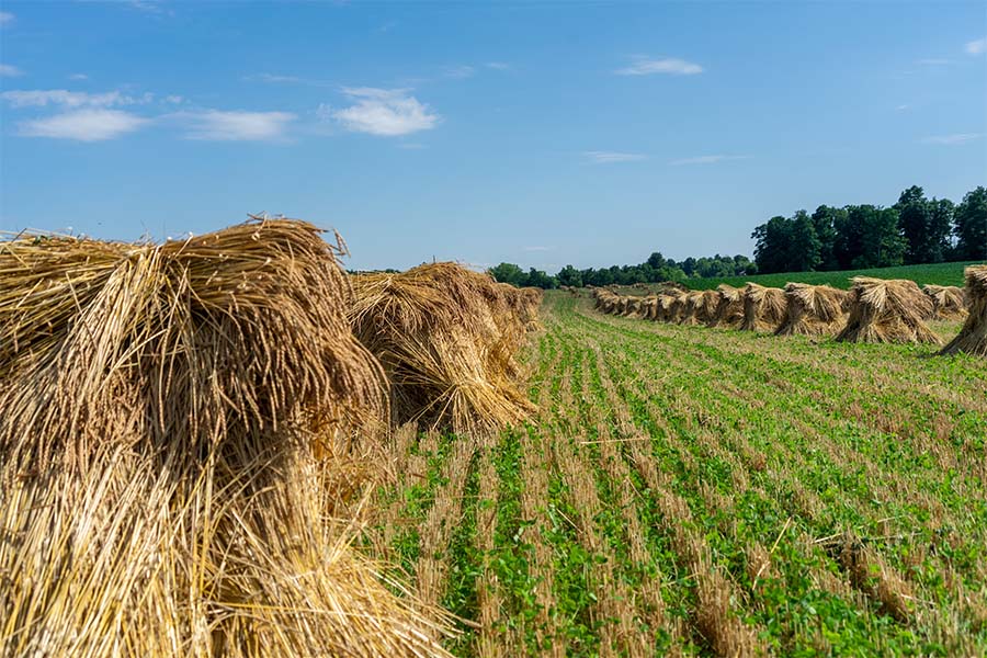 Lancaster OH - View of Two Rows of Hay Bales Lying on Field of Green Grass on a Farm in Lancaster Ohio on a Sunny Day